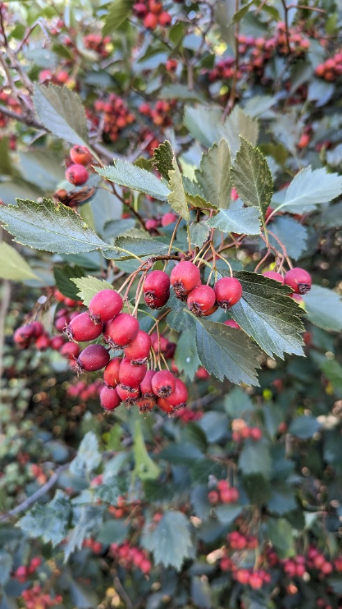 hawthorn tree berries