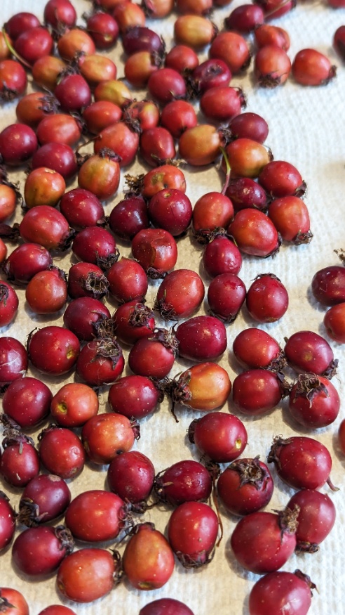 hawthorn berries