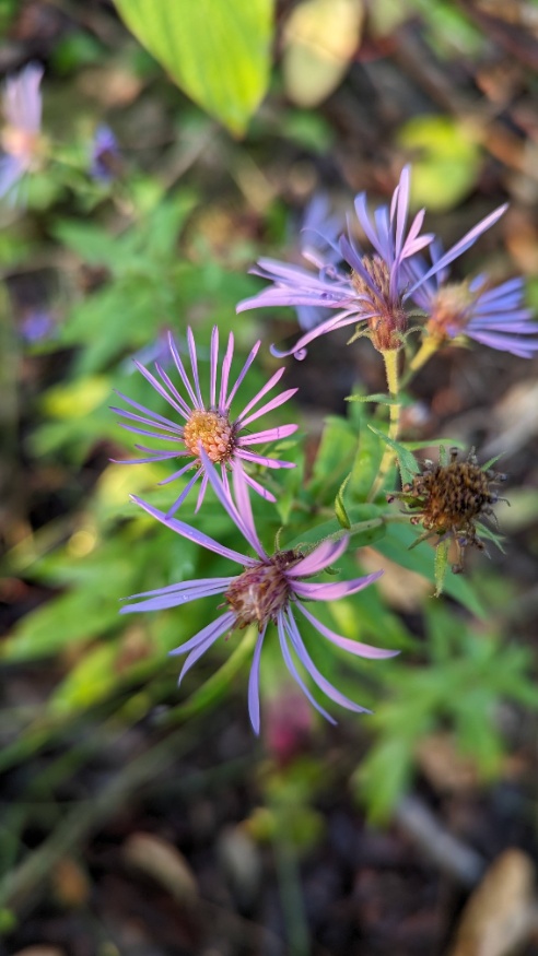 great northern aster flowers