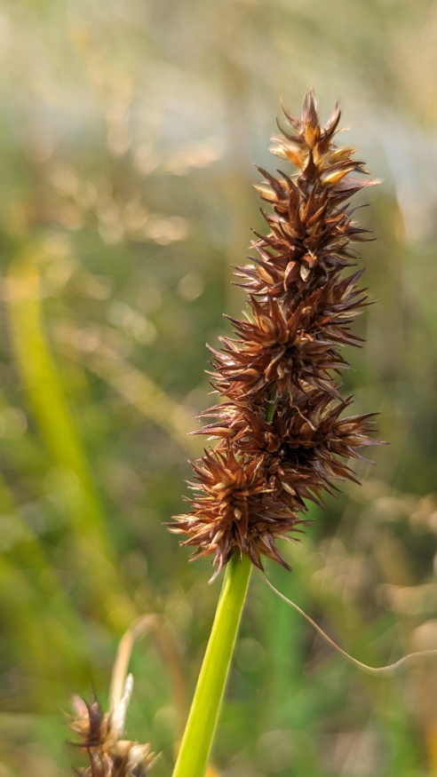 Awl-fruited Sedge