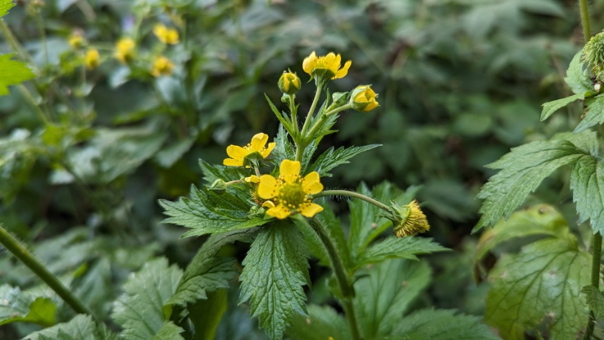 Large-leaf Avens flowers