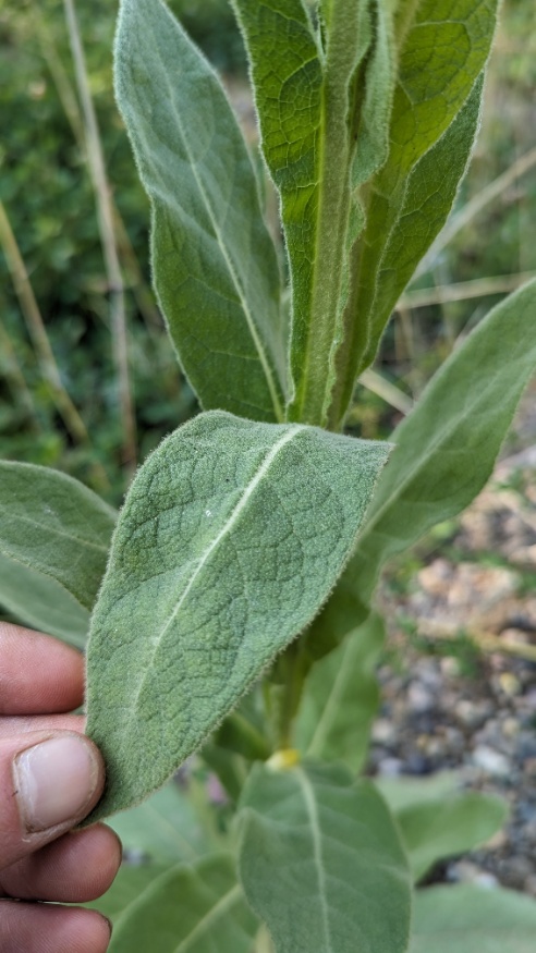 Mullein leaves