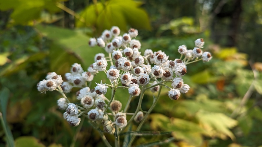 pearly everlasting flowers