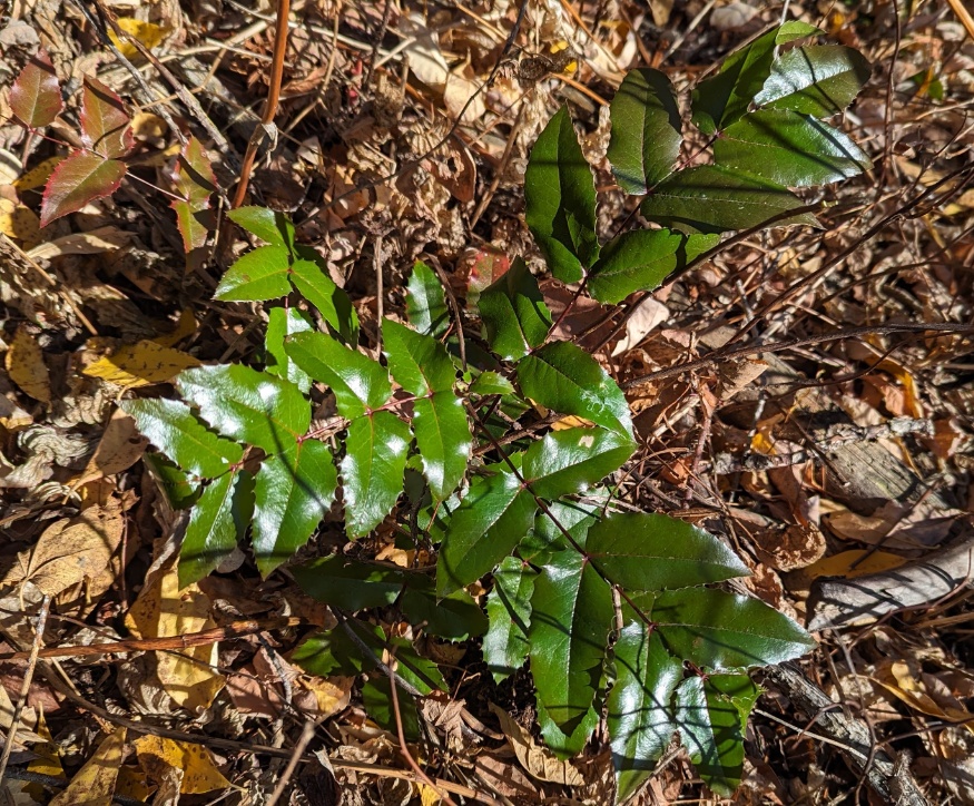 Oregon grape, Mahonia aquifolium