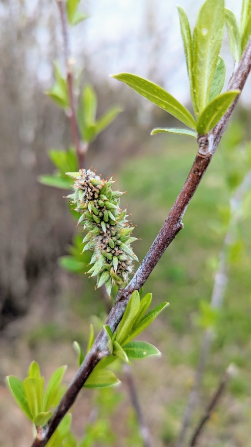 drummond's willow catkins