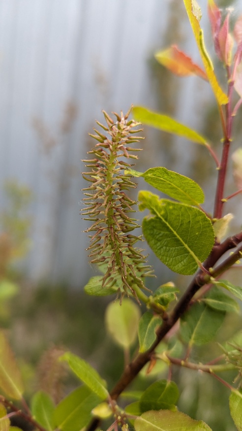 False Mountain Willow Fruit