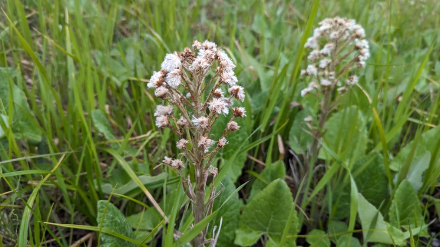 Arrow-Leaved Coltsfoot