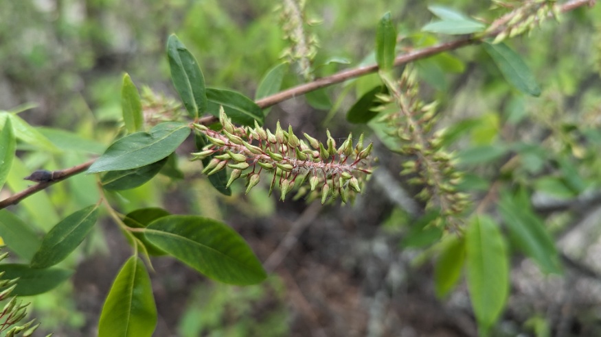 Mackenzie willow female catkins