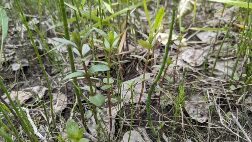 Canada mint growing wild