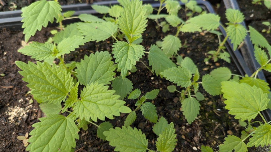 Stinging Nettle Seedlings