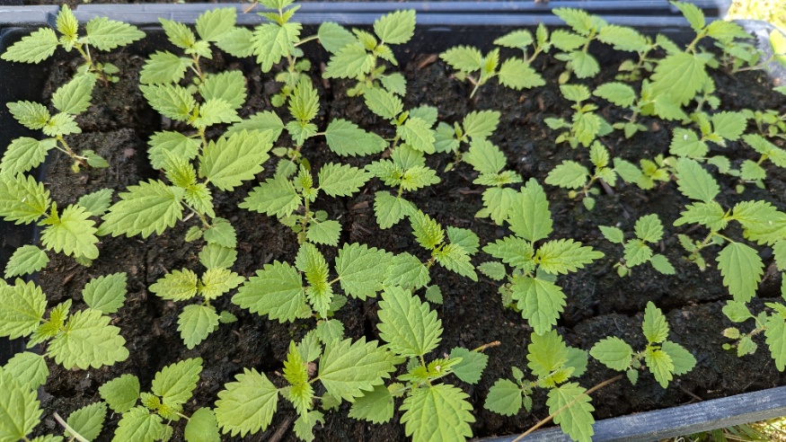 American Stinging Nettle Seedlings