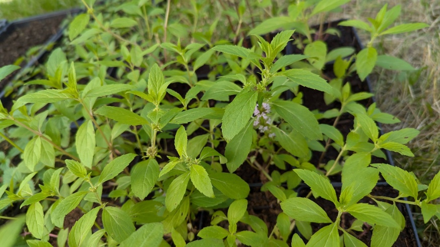 Propagating wild mint