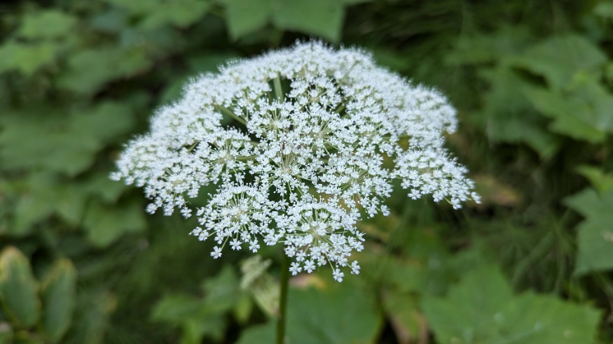 Kneeling Angelica Flowers