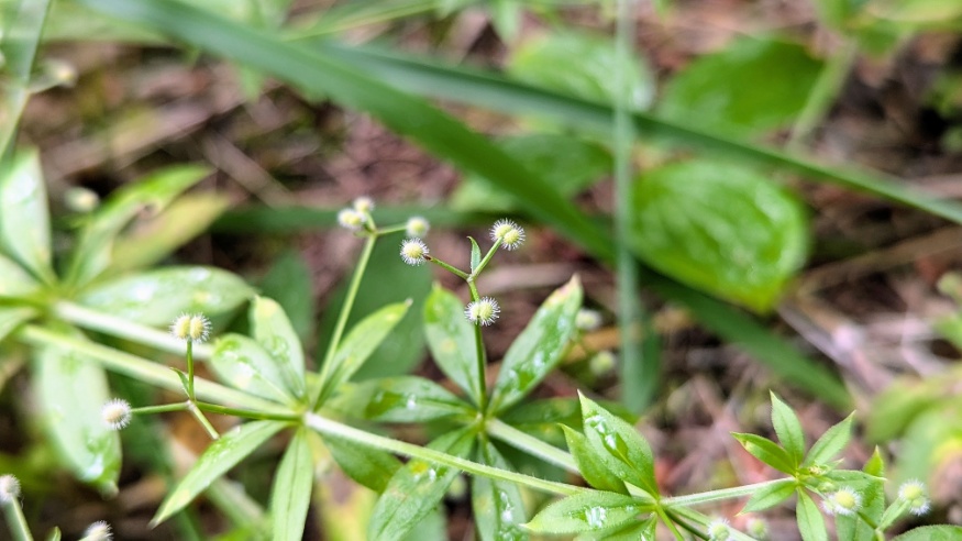 fragrant bedstraw seeds