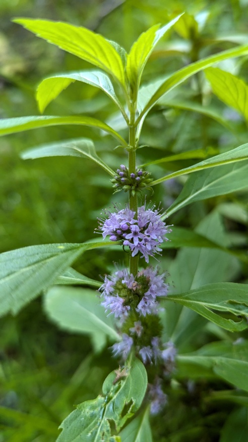 wild mint flowers