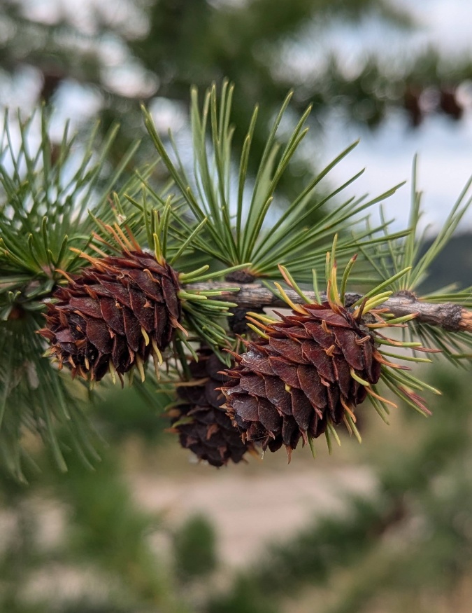 Western Larch Cones