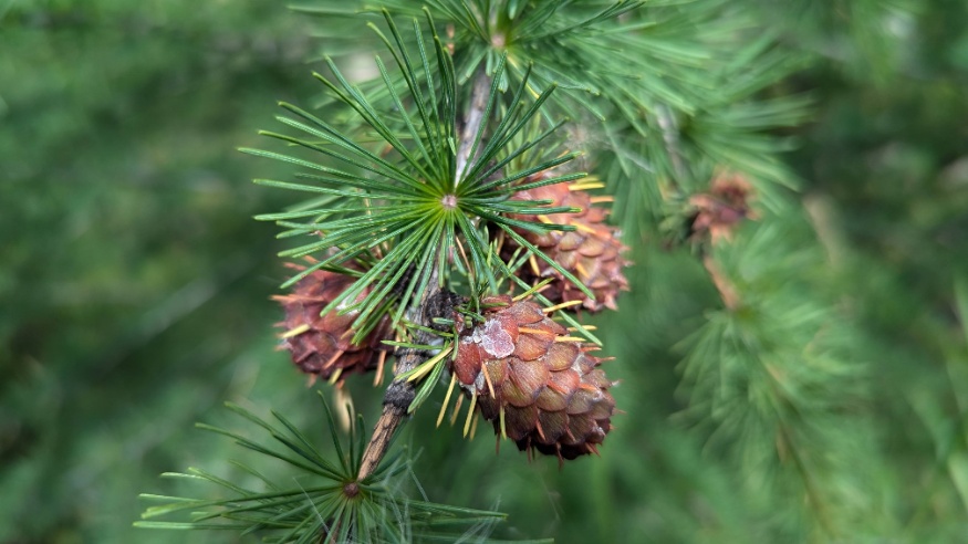 Western Larch Cones