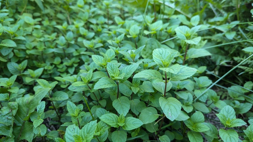 wild mint