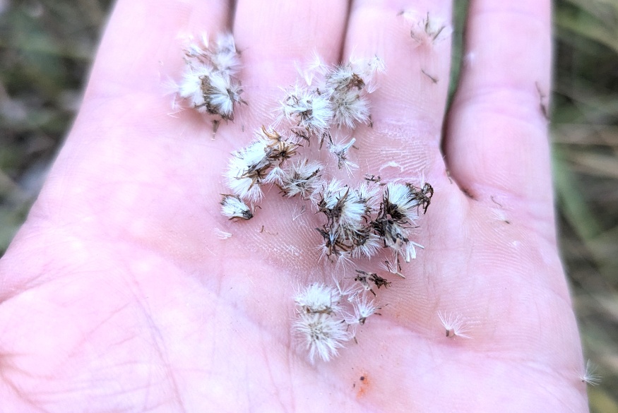 Goldenrod Seeds