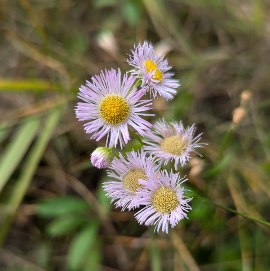 Fleabane flowers