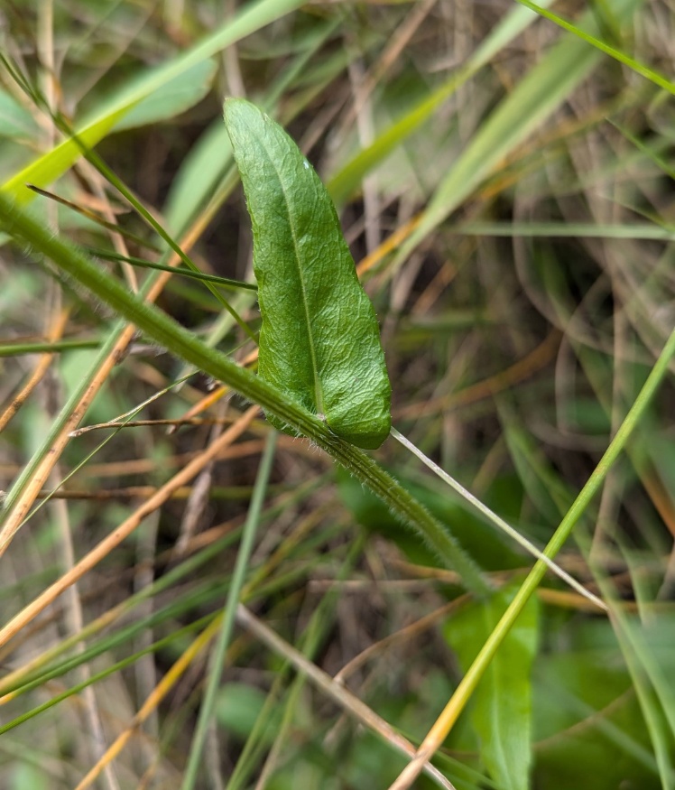 Fleabane leaves