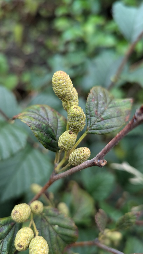 alder cones ripe for seed collection