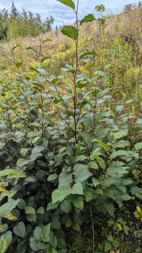 alder shrubs