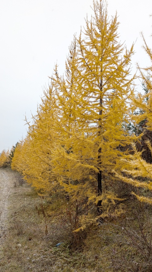 Western Larch