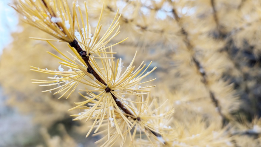Western Larch Fall Colour