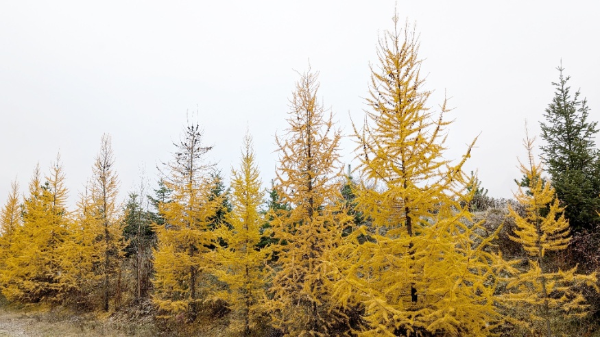 Western Larch