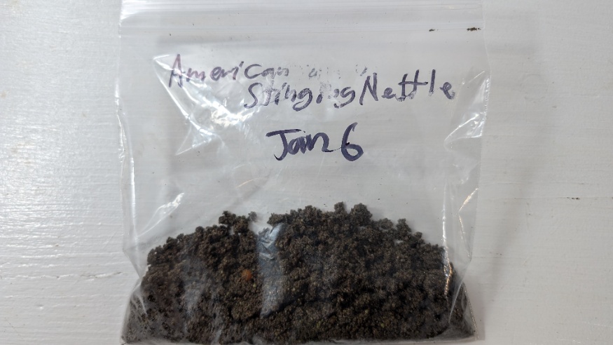 Stratifying Stinging Nettle