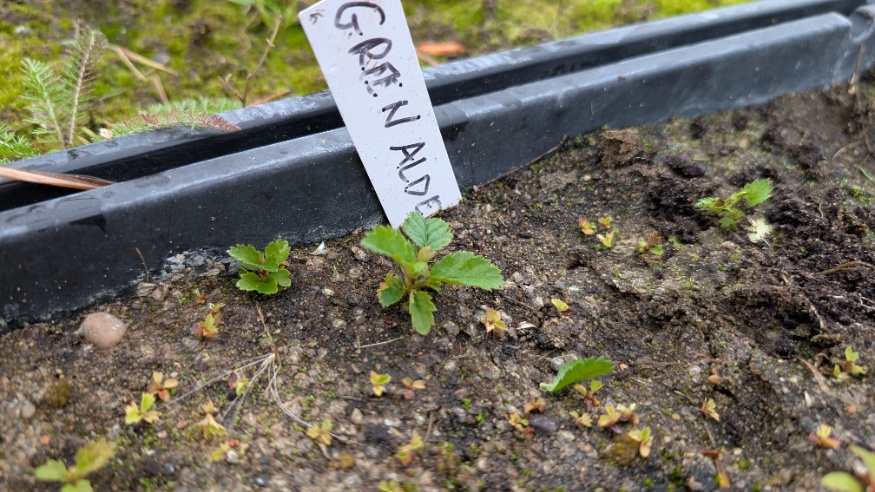 alder seedling