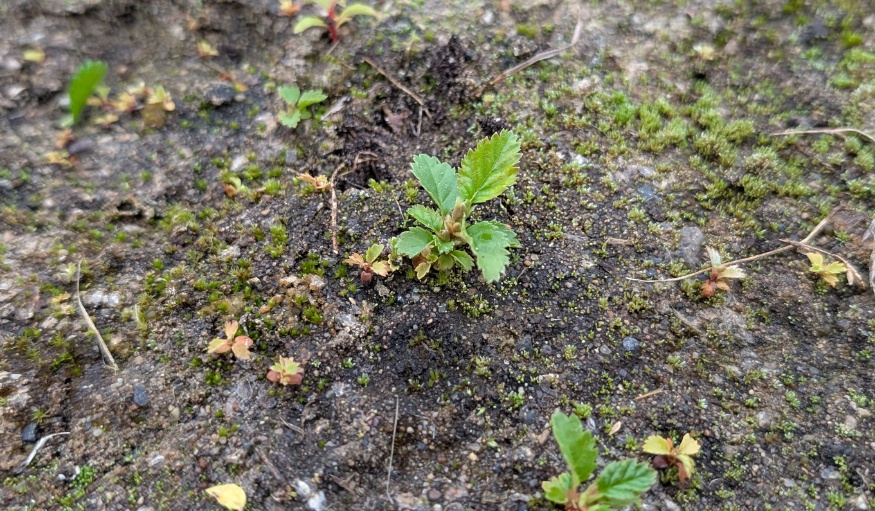 alder seedling