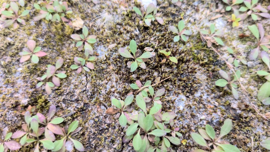 Fleabane Seedlings
