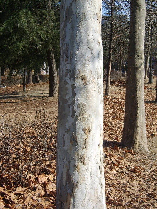 American sycamore bark