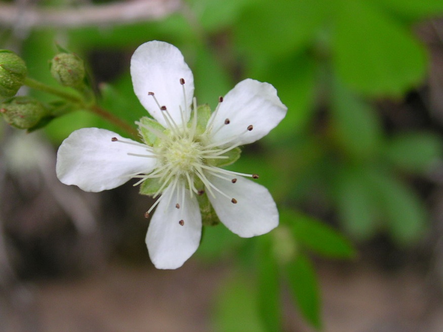 Three Toothed Cinquefoil