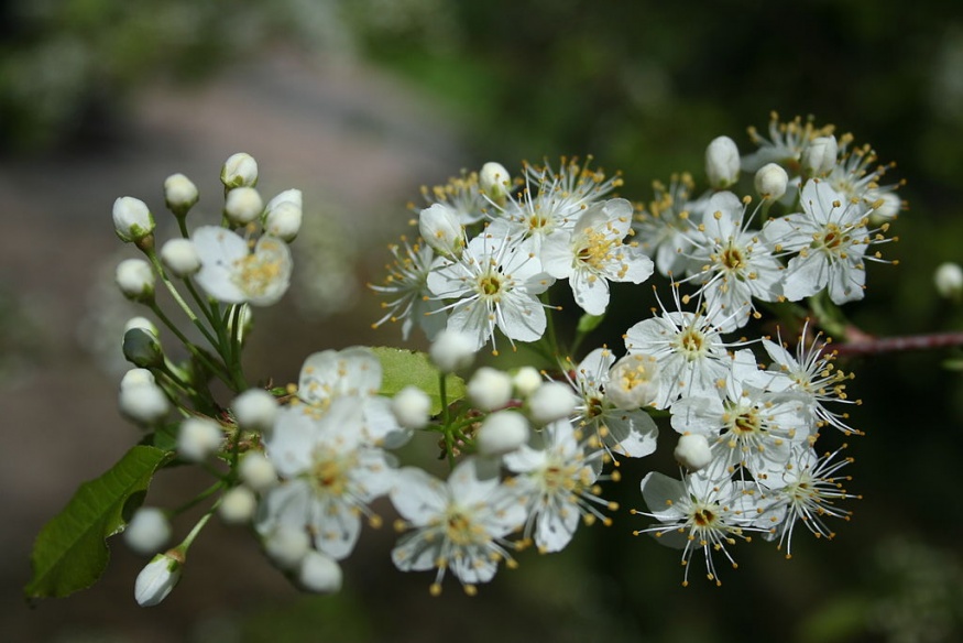 Pin Cherry flowers