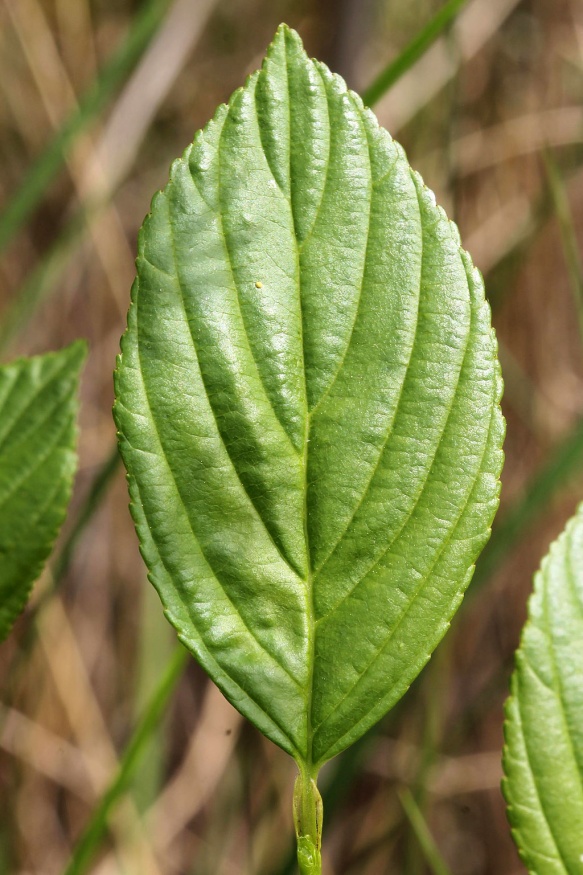 alderleaf buckthorn leaf