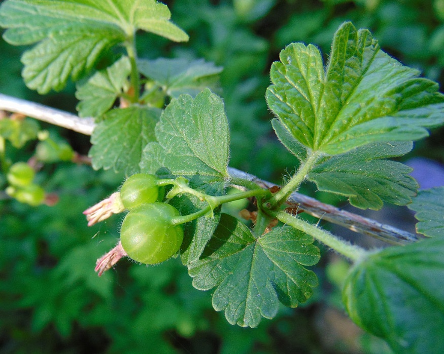 smooth gooseberry young fruit