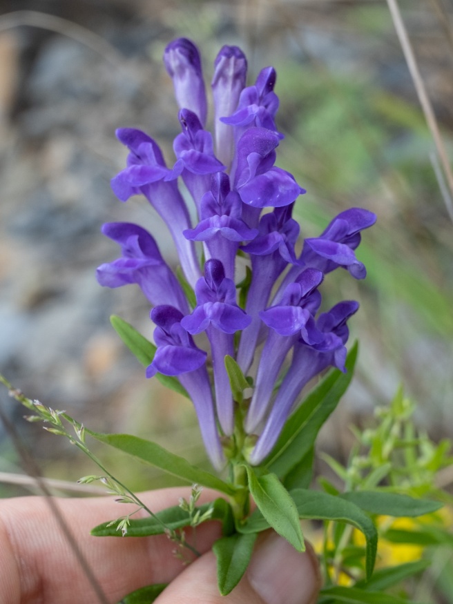 Skullcap flowers