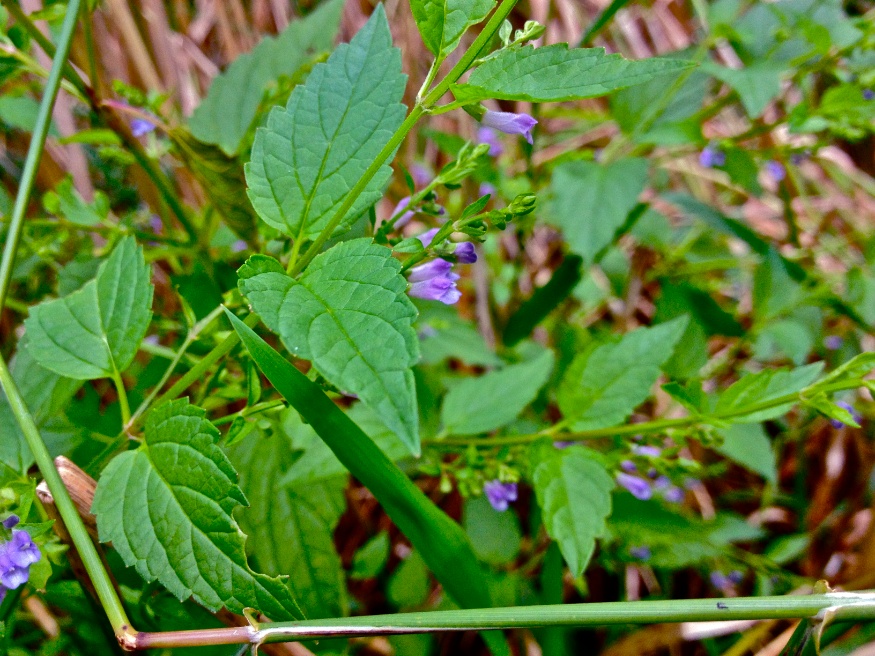 Skullcap