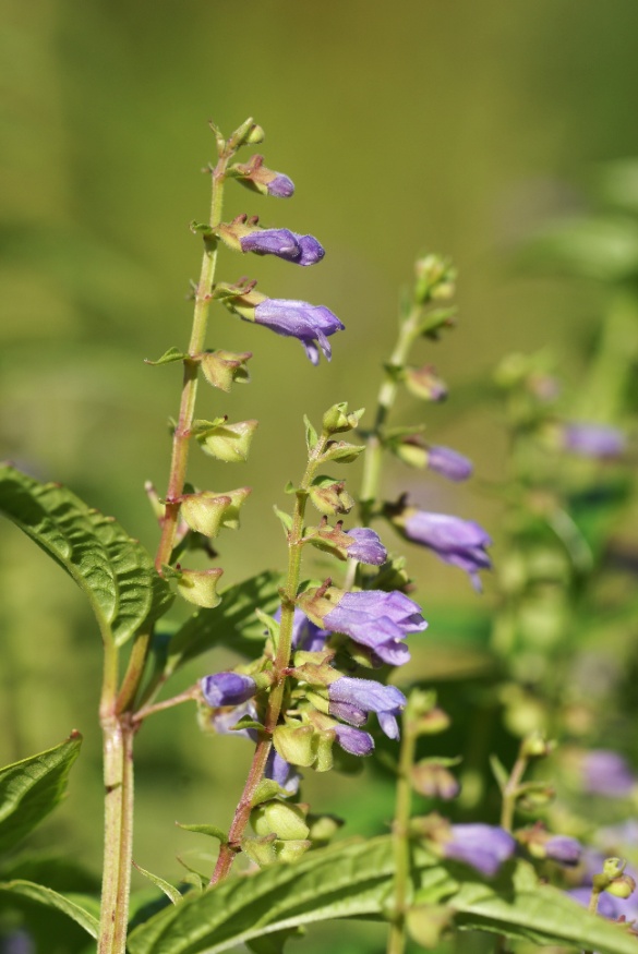 skullcap