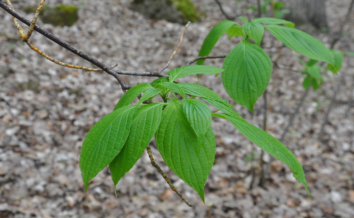 Alternate-leaf Dogwood leaves