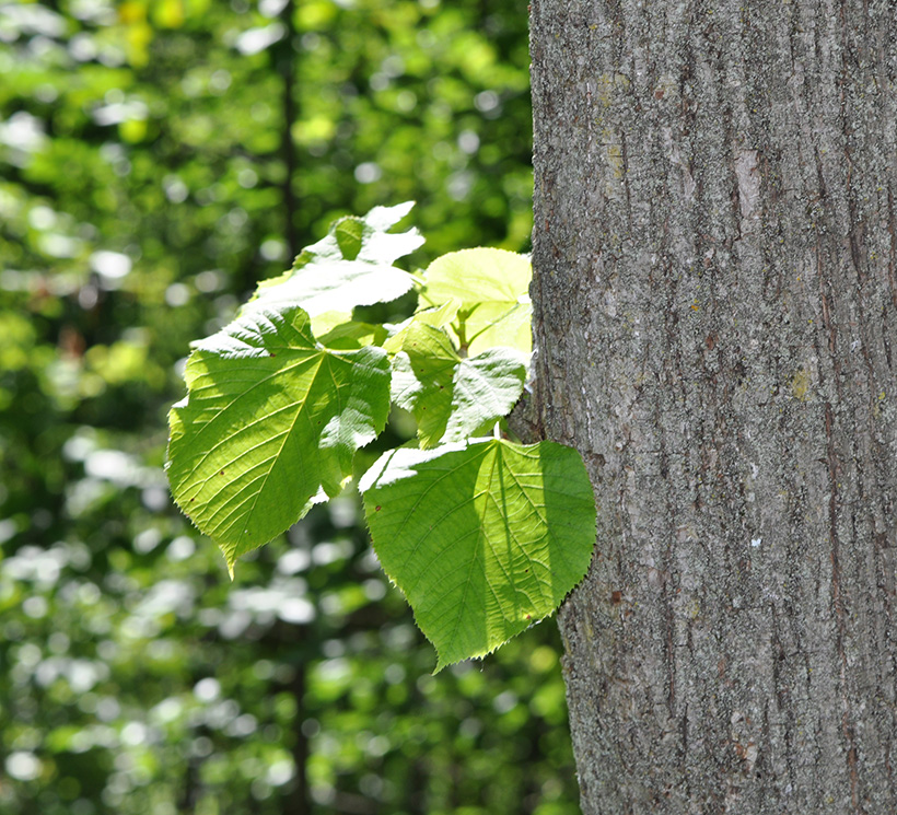 American Linden leaves and bark