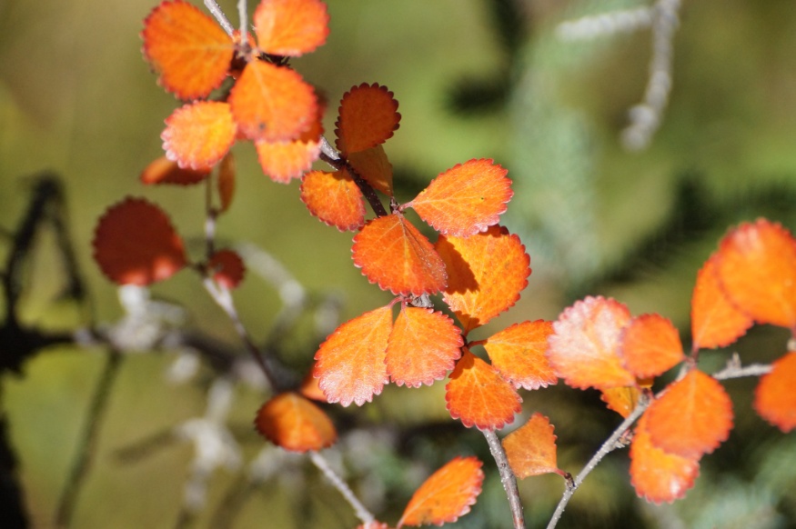 American Dwarf Birch