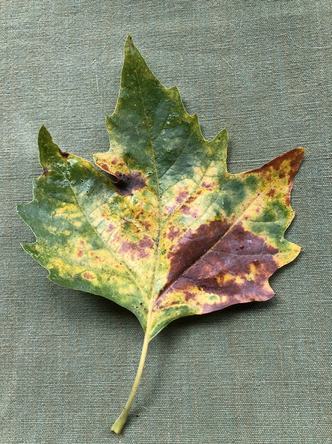 anthracnose on sycamore