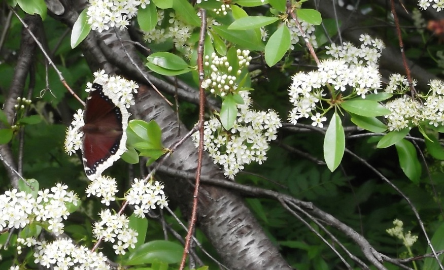 bitter-cherry-flowers