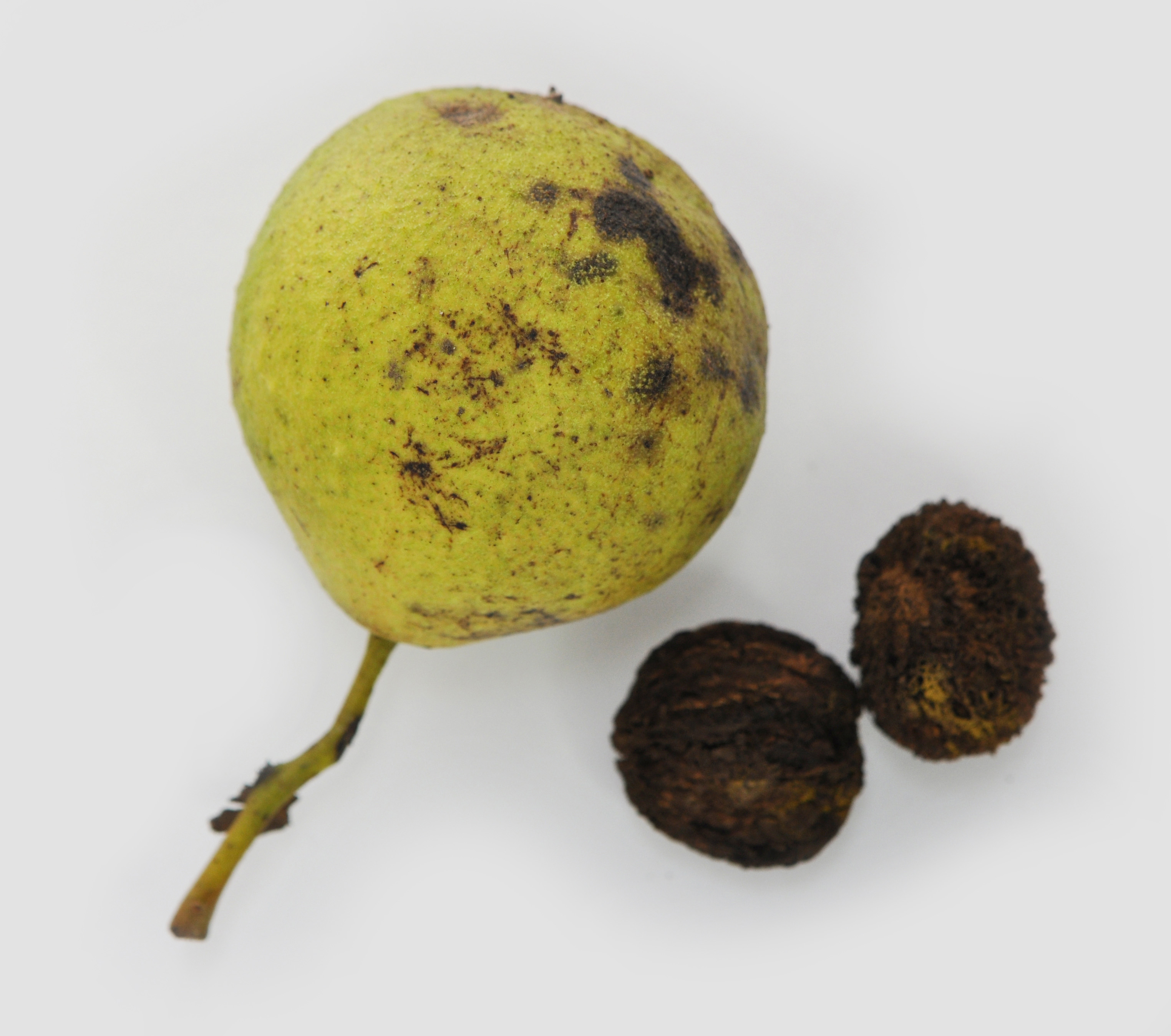 Black Walnut fruit