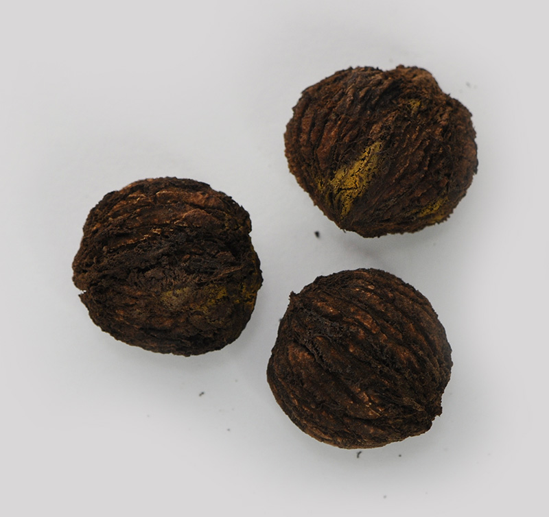 Black Walnut nuts