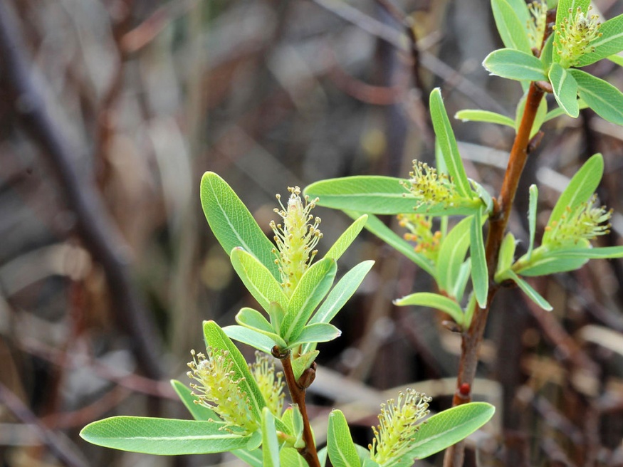 Bog Willow